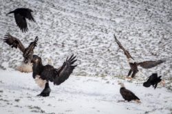 Things to Do Outdoors During Winter in Annapolis Valley