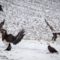 Things to Do Outdoors During Winter in Annapolis Valley