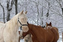 Places Offering Winter Trail Rides and Sleigh Rides in Nova Scotia