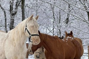 Places Offering Winter Trail Rides and Sleigh Rides in Nova Scotia
