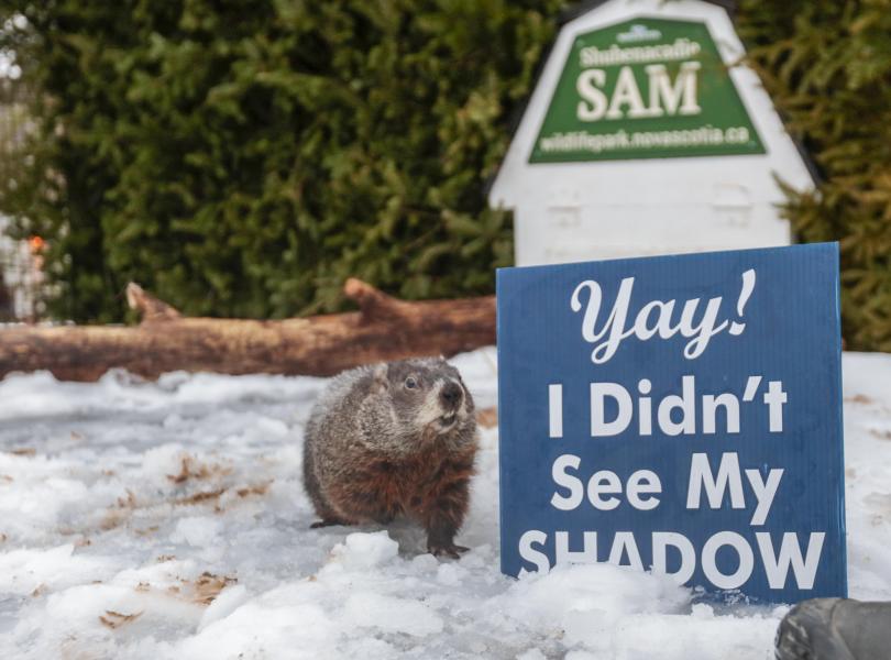 Groundhog Day Celebrations in Canada 2024 To Do Canada