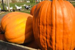 Things to Do This Thanksgiving Weekend in and Around Barrie