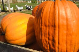 Thanksgiving Weekend in and around Barrie