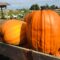 Things to Do This Thanksgiving Weekend in and Around Barrie