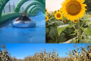 Slip ’n’ Slide, Sun Flowers, Corn Maze and More: Ontario's Rounds Ranch Offers Safe Outdoor Fun All Summer Long