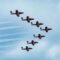 Snowbirds