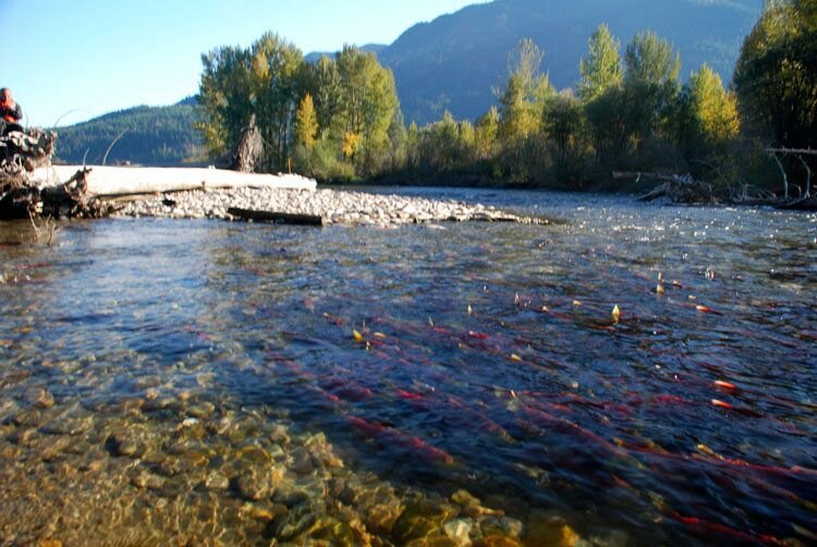 Credit: The Adams River Salmon Society