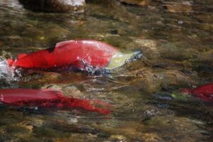 See Canada’s Great Salmon Migration as This B.C. River Fills With Bright-Red Sockeye