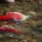 See Canada’s Great Salmon Migration as This B.C. River Fills With Bright-Red Sockeye