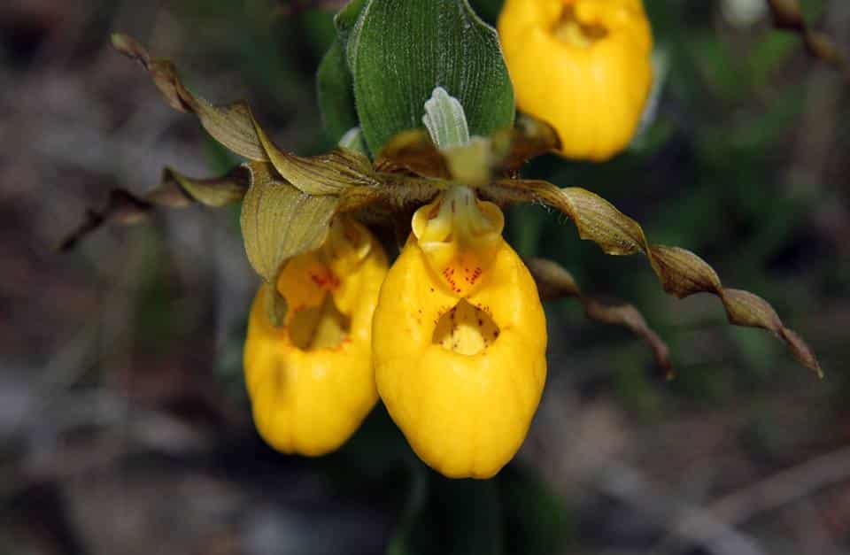 Fun Things To Do In Ontario During Spring