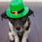 St Patrick's Day in Kitchener - Waterloo Region