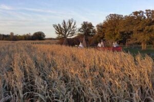 Corn Mazes and Pumpkin Patches in Manitoba