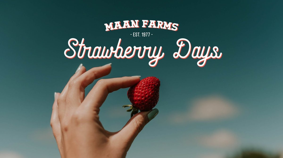 Strawberry Days Maan Farms Market and Estate Winery, McKenzie Road