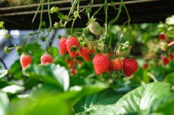 U-Pick Strawberry Farms in Greater Toronto Area & Hamilton