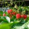 U-Pick Strawberry Farms in Greater Toronto Area & Hamilton