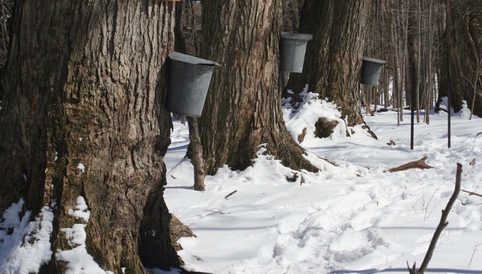 The Powassan Maple Syrup Festival