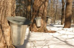 Sugar Bushes and Maple Sugar Shacks to Visit in New Brunswick - 2026 Season