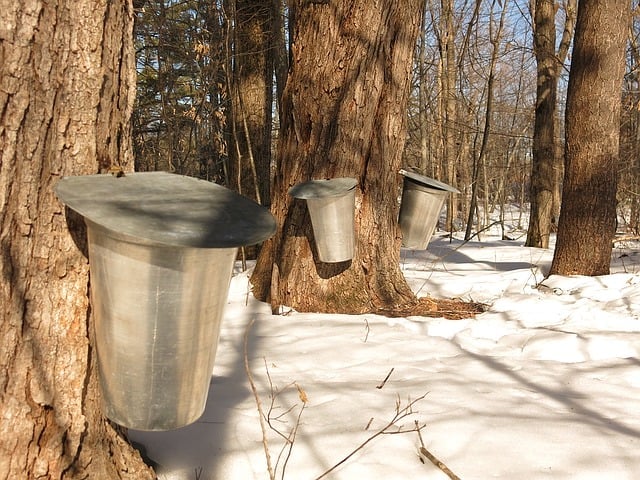 Sugar Bushes and Maple Sugar Shacks in New Brunswick