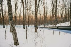 Culinary Delights and Maple Adventures at Nova Scotia's Sugar Moon Farm