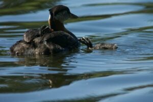 Summer Activities and Adventures in Strathcona County