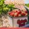 Summer-Days-
