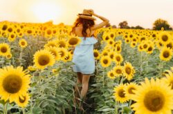 Sunflower Farms For a Day Trip From Ottawa