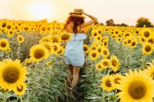 Sunflower Farms For a Day Trip From Ottawa
