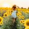 Sunflower Farms For a Day Trip From Ottawa