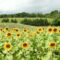 Sunflower Festival at Brantwood Farms