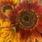 Sunflower Festival at Brantwood Farms