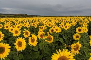 Sunflower Fields and Sunflower Mazes to Visit in Alberta