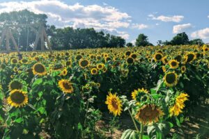 Get Lost in These Sunflowers Farms in New Brunswick