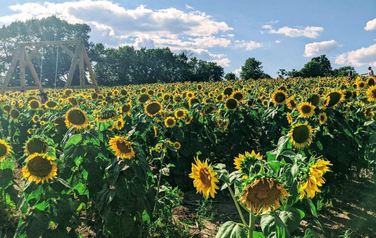 Get Lost in This Sunflower Farm in New Brunswick