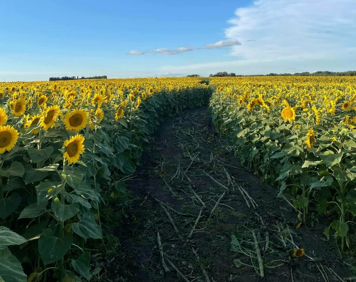 Sunflower Valley Farms Alberta’s Massive Sunflower Field Returns For