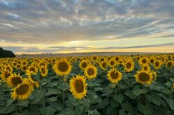 Sunflower Valley Farms: Alberta's Massive Sunflower Field Returns For 2024 Season