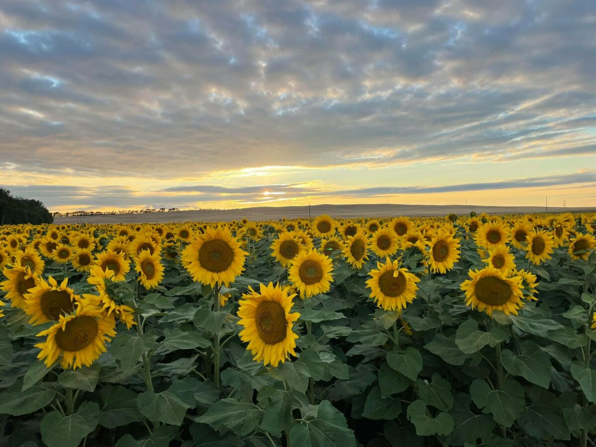 Sunflower Valley Farms Alberta's Massive Sunflower Field Opens For