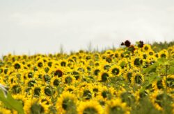 U-Pick Flower Farms and Sunflower Mazes to Visit in Nova Scotia