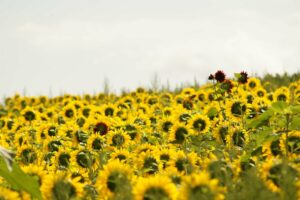 U-Pick Flower Farms and Sunflower Mazes to Visit in Nova Scotia