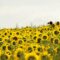 U-Pick Flower Farms and Sunflower Mazes to Visit in Nova Scotia