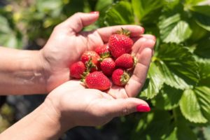 Places To Go Berry Picking in Metro Vancouver