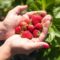 U-Pick Berries: 18 Farms to Go Berry Picking in Metro Vancouver