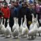 Swan release