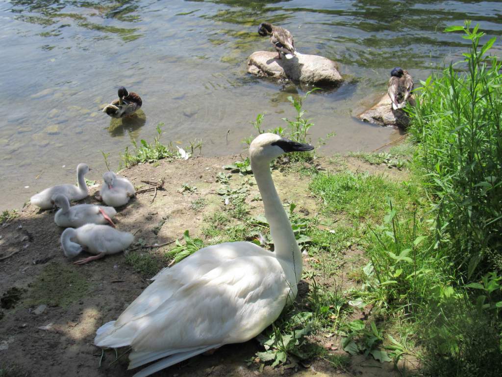 Swans1-toronto