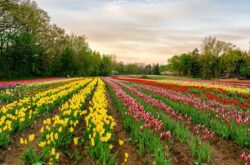 Tasc Tulip Farm: Explore 55 Acre U-Pick Farm in Niagara-on-the-Lake to Celebrate Spring 2026