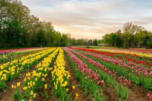 Tasc Tulip Farm: Explore 55 Acre U-Pick Farm in Niagara-on-the-Lake to Celebrate Spring 2026