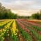 Tasc Tulip Farm: Visit This Massive U-Pick Farm in Niagara Falls Region to Celebrate Spring