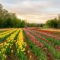 Tasc Tulip Farm: Explore 55 Acre U-Pick Farm in Niagara-on-the-Lake to Celebrate Spring 2026