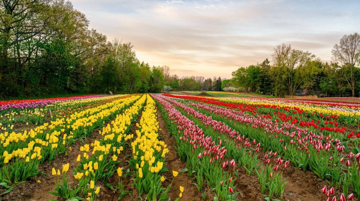 Tasc Tulip Farm Visit This Massive UPick Farm in Niagara Falls Region