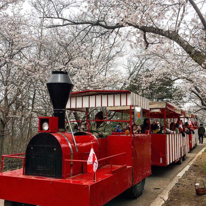 High park cherry blossoms date