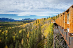 Explore 50km of Historic Backcountry on Alberta’s Rocky to Nordegg Rail Trail Adventure